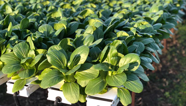 How a Salad Table Can Help You Beat Gardening Fatigue