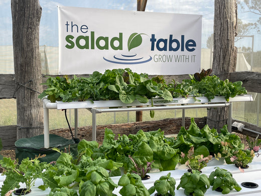 A Beginner's Guide To Growing Vegetables in Australia – The Salad Table