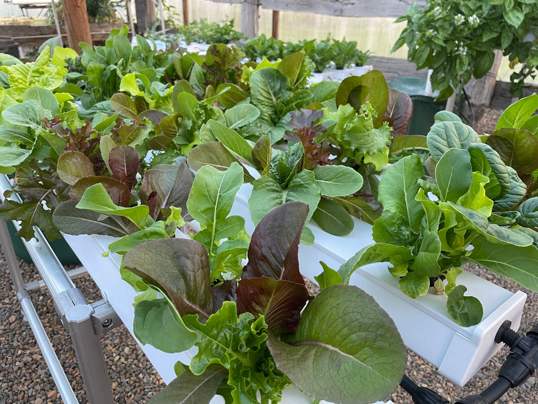 How To Grow A Sustainable Future With Hydroponic Gardening – The Salad ...