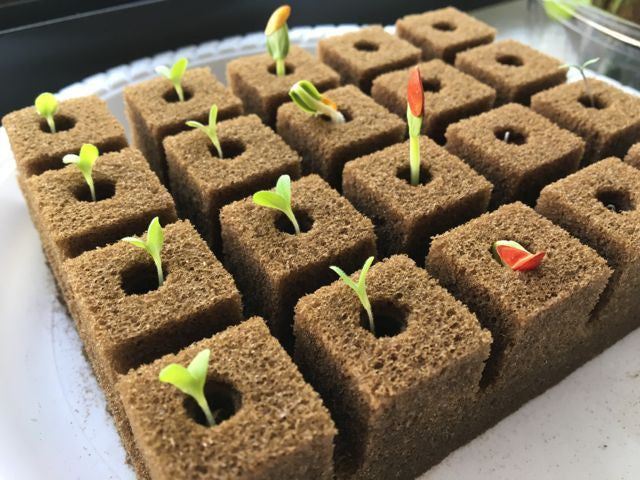 Grow your own seedlings