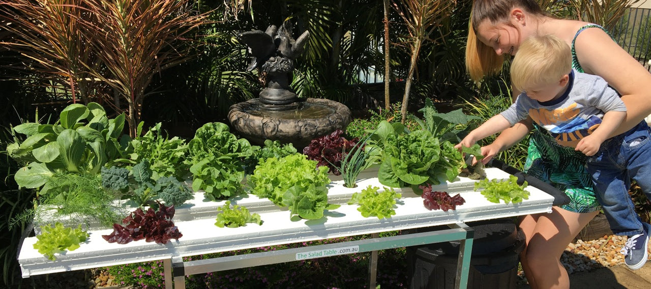 Best Hydroponic Home Garden in Australia | The Salad Table