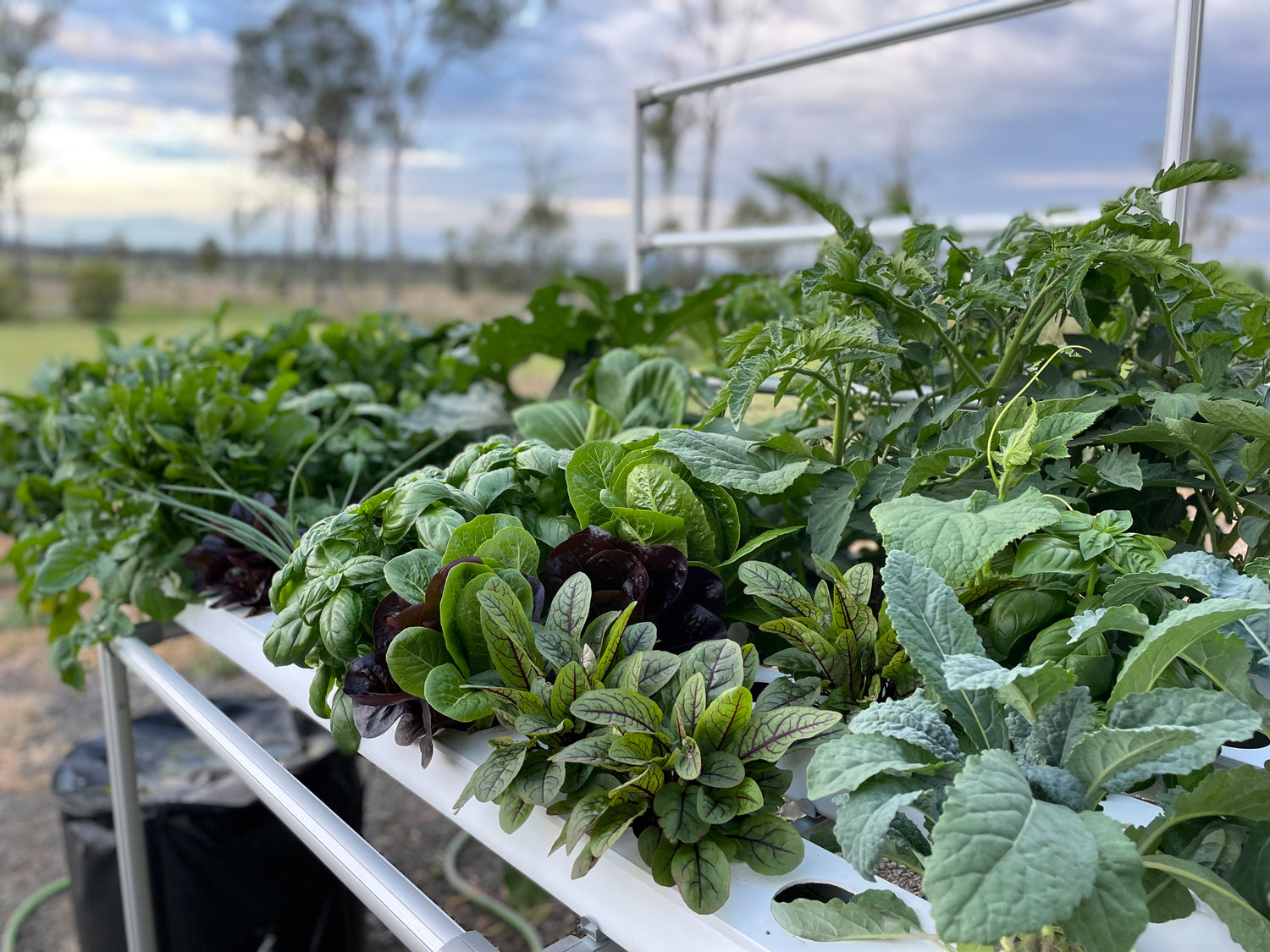 The Salad Table