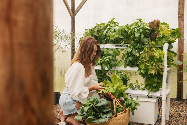 Home Hydroponic Farming: Easy for Everyone with The Salad Table